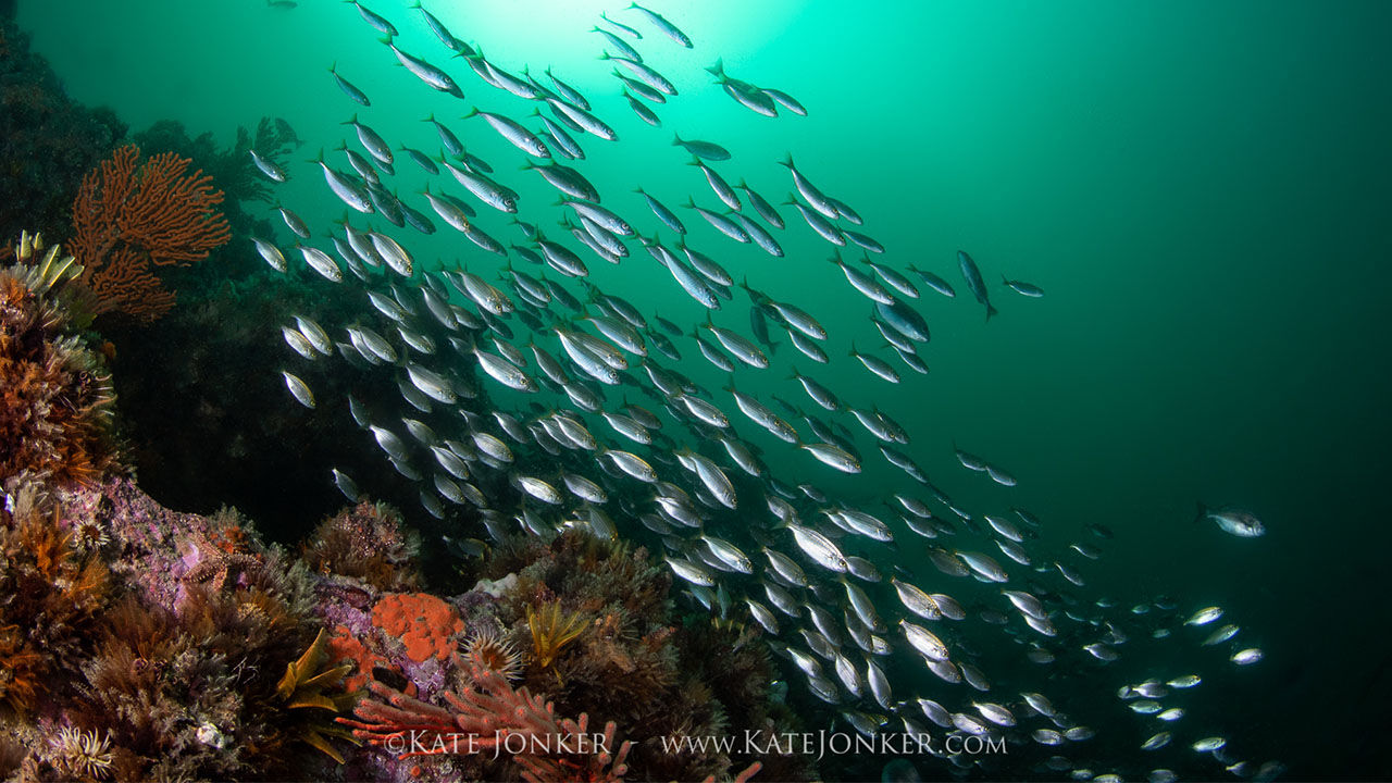 numerous fish of underwater photography dive camera lights