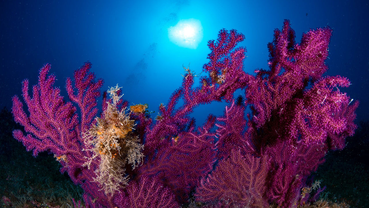 dive light lighting underwater