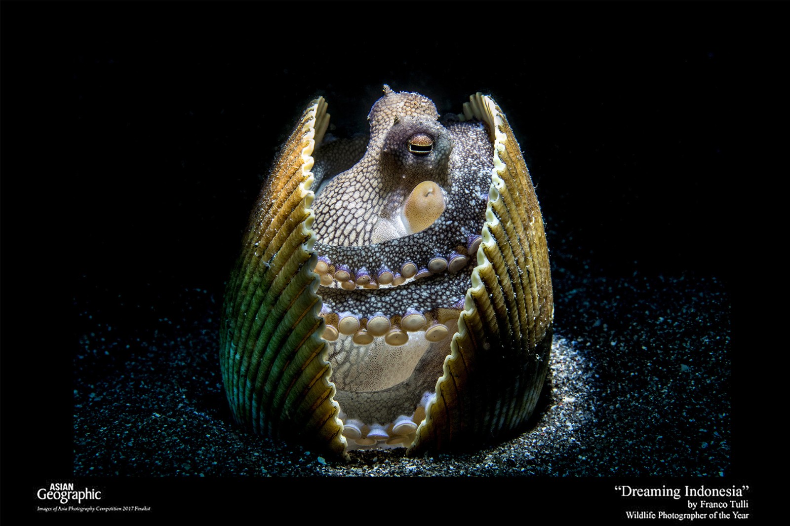 1726127212919376.jpg 1 - Octopus Marginatus.jpg