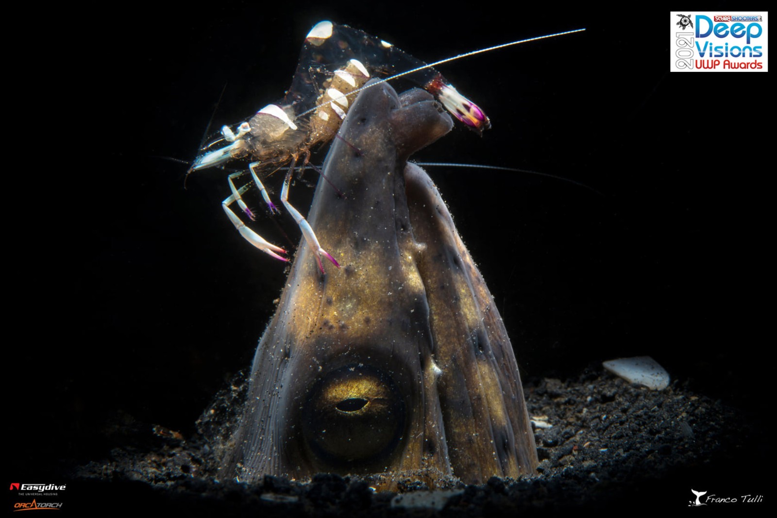 1726127243623161.jpg 6 - Deep Visions 1° Macro.jpg