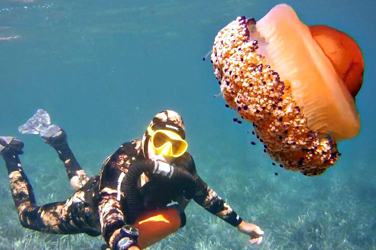 OrcaTorch ambassador (3).jpg