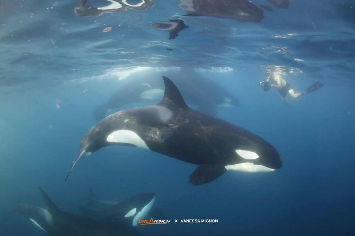 1752482711512130.jpg Orca Day - V-1.jpg