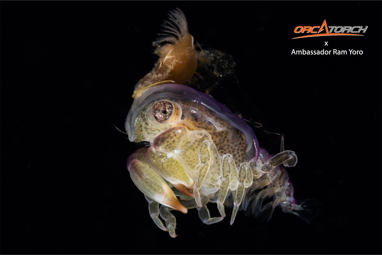 1761300339124727.jpg OrcaTorch ambassador Ram Yoro (6).jpg