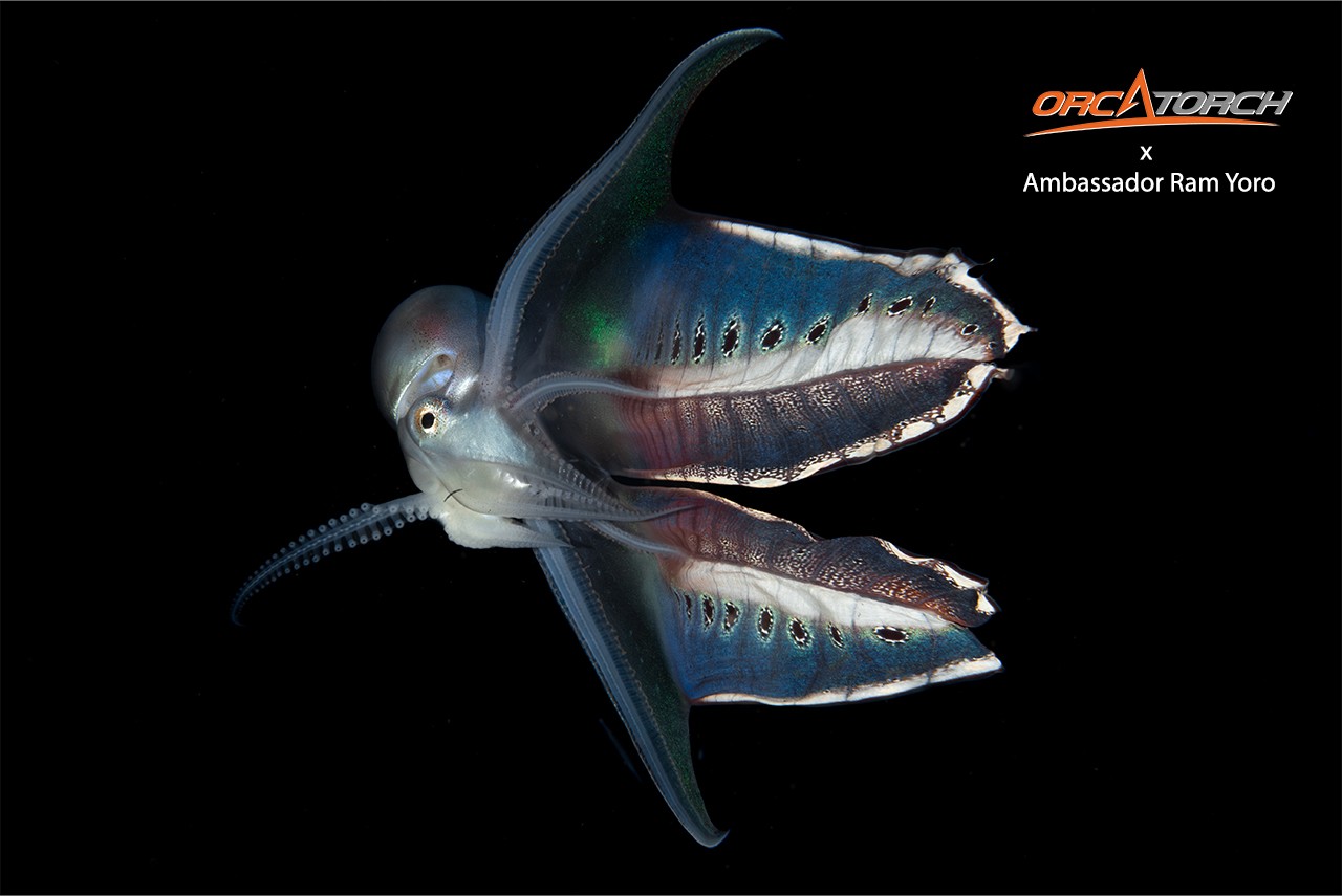 1761300375841158.jpg OrcaTorch ambassador Ram Yoro (5).jpg