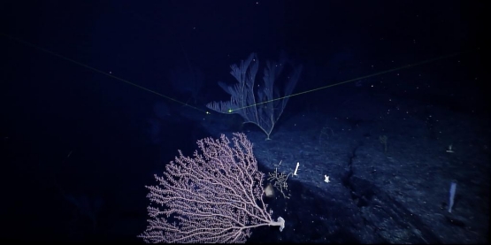 Chinese Scientists Made New Discoveries on Seamounts