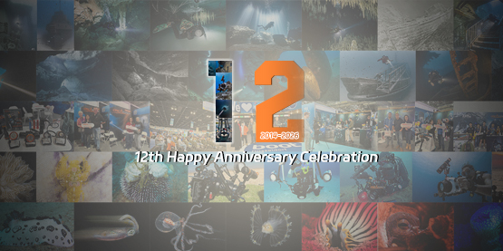 Celebrating OrcaTorch's 12th Anniversary