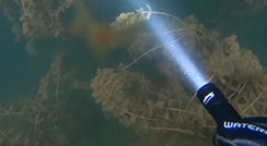 Scuba diving with OrcaTorch D700 Dive Light