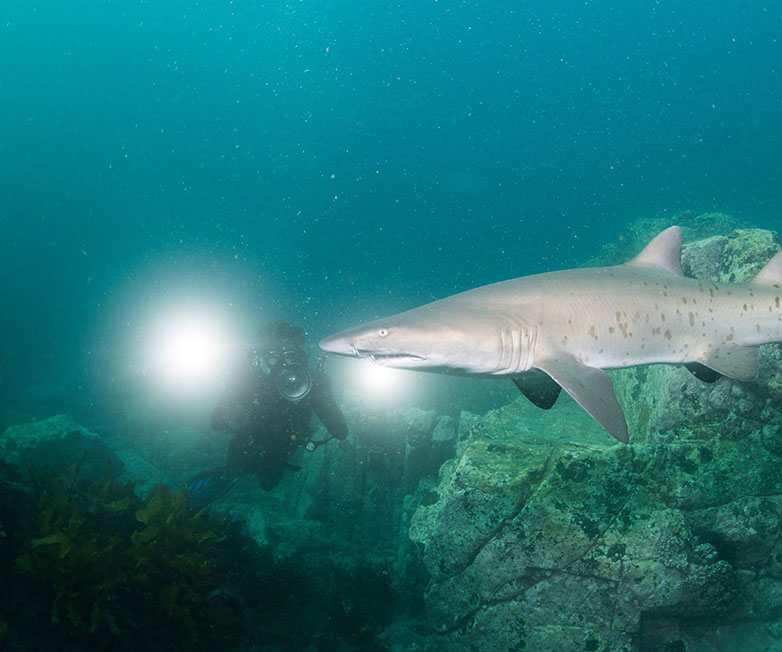OrcaTorch brightest underwater flashlight for underwater photographer